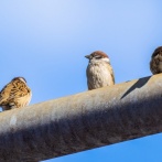 スズメなど7種の鳥が「絶滅危惧種」へ