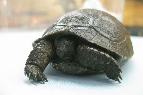 爬虫類倶楽部ファームブログ カメ