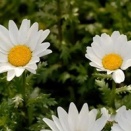 2026/01/03　1月2月大会＆ショー情報