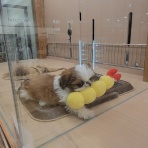 ペットショップ ワンラブ カインズ前橋小島田店スタッフブログ