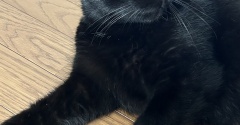 【猫写真】昼間のリビングでの猫たちの様子