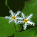 おとめちっくな夢もよう