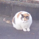 猫に小判を与えたら。 埋蔵金：千七百九拾八両　用足しに行きよったかぁ。あれぇっ？