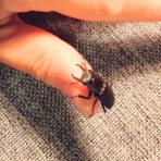 虫様についてこい(｀Д´)ノ！