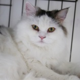 『7月8日（土）～9日（日）は譲渡会です』の画像