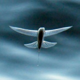 【動画あり】凄すぎるトビウオの飛行能力！