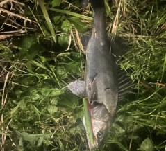 2025晩秋・エピソード鬼のように厳しくテヘペロ