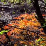 『2025 圧巻の絶景紅葉『奥津渓、奥津渓谷』⑤ 岡山県苫田郡』の画像