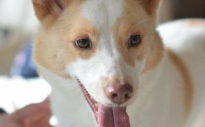 忘れられない保護犬との別れ
