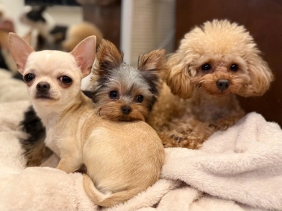 チームレルヒェさんの預かり組✌️