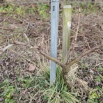 ドメーヌ、クロ ド テンリュウ