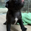 ★子犬紹介★