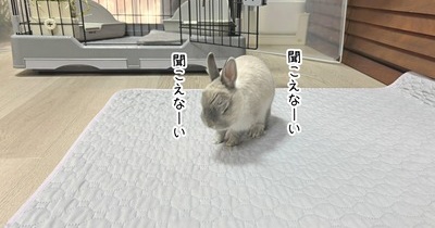 うさぎのルリ(1/30追記)