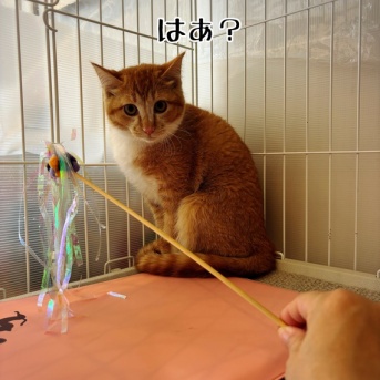 極小きゃは♪頂きました