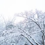 吉岡　ライチョウ