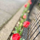 ウルトラマンの嬉しい日