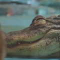 閉園後の動物園　夜更かしな動物たちが、みるみる眠りに落ちていく理由