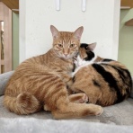 猫式ブログ～里親募集型猫カフェ