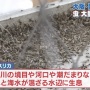 【放送事故】大阪万博さん、ガチで被害深刻すぎる「大量の虫の害」を地上波で報道されて終わる……