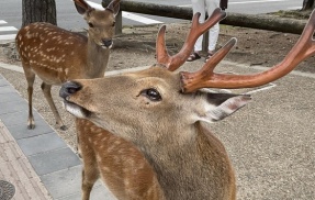 【悲報】奈良公園で25年やってる飲食店「外人のシカ虐待見たことない」→お店特定されGoogleレビューで低評価の嵐