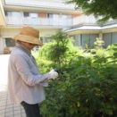 紫陽花の剪定②