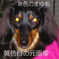 さくら（犬）の赤目修正フォトショップ