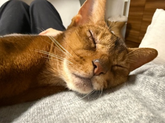 りすが胸の上で寝ちゃったので、飼い主はりすたんのベッドになった
