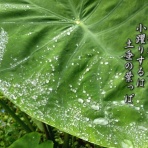 フォト短歌游々日記
