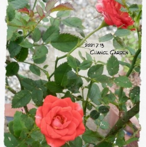 ガーデニングと気まぐれ散歩と熱帯魚