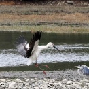 コウノトリ、ヘラサギ、クロツラヘラサギ