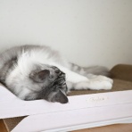 猫とふたり暮らし～evaとaiaiの日常～