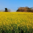 菜の花畑
