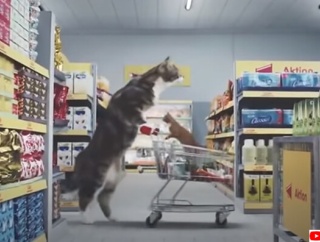 最後まで見入ってしまう猫を起用したドイツのCM