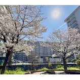 『春だ！桜だ！お花見だぁ♪♪//薔薇の樹苑デイサービス』の画像