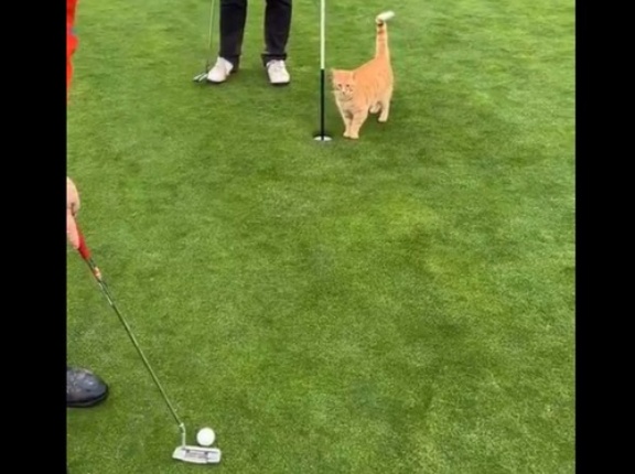 ゴルフ場に猫がいてほしくない理由…パットの瞬間に起きた悲劇