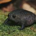 🥺みたいなカエル、見つかる