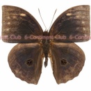 オオトガリワモン♂ (マレー半島) Discophora timora perakensis