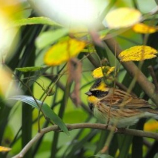 東京港野鳥公園　レンジャーブログ