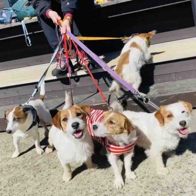 犬服 M わんこの普段着 たんぽぽ 寂しく