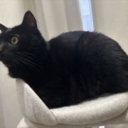 【猫写真】リラックス中のシニア猫