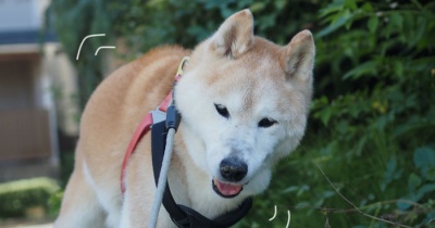 17歳、シニア犬貫太のお散歩事情