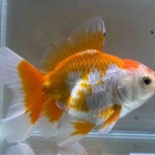 『金魚•メダカ入舎情報‼️』の画像