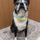 ～7月グルーミングDiary🐶🛁〜