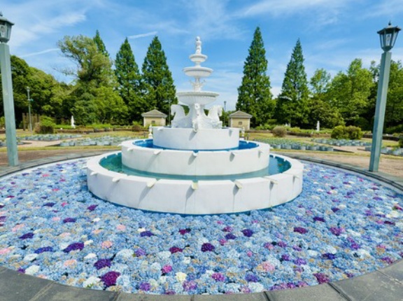 2026 2日間だけ！あじさい花手水の景色「山茶花高原ピクニックパーク・ハーブ園」（諫早市小長井町）
