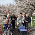 桜が満開でした🌸～グループホーム湯ごりの郷