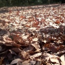 落葉に靴　沈め春立つ　ごときかな　