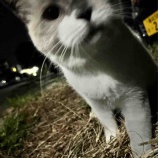『ねこのめ(吉村凜)』の画像