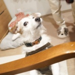 華・あず＆レン