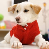 『【子犬】4兄弟の里親募集を開始いたしました』の画像
