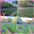 長崎県大村公園の花菖蒲